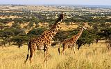 TANZANIA - Serengeti National Park - Lobo - 21